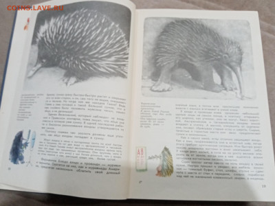 Мир животных до 26.02.26 в 22:00 по мск - IMG_20260221_015822