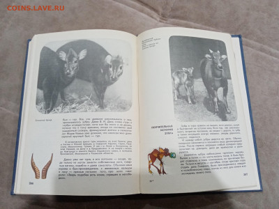 Мир животных до 26.02.26 в 22:00 по мск - IMG_20260221_015632