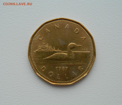 Канада 1 доллар 1997 г. (Фауна) С рубля! до 26.02.26 - DSCN1315.JPG