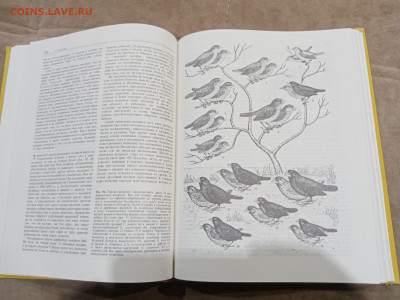 Птицы до 27.02.26 в 22:00 по мск - IMG_20260221_234706