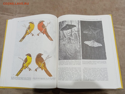 Птицы до 27.02.26 в 22:00 по мск - IMG_20260221_234645