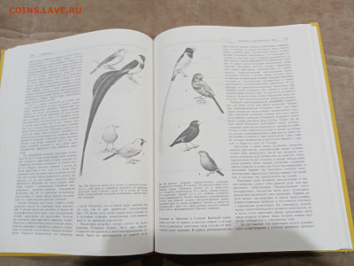 Птицы до 27.02.26 в 22:00 по мск - IMG_20260221_234620