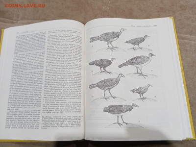 Птицы до 27.02.26 в 22:00 по мск - IMG_20260221_234608