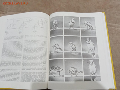 Птицы до 27.02.26 в 22:00 по мск - IMG_20260221_234557