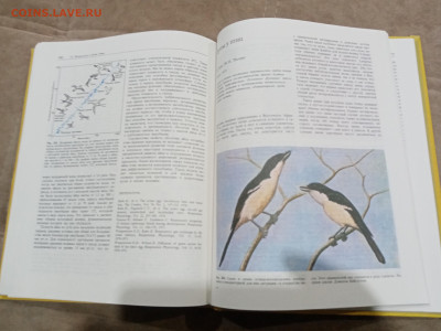 Птицы до 27.02.26 в 22:00 по мск - IMG_20260221_234016