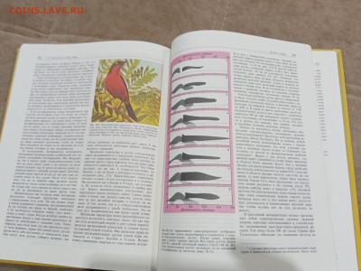 Птицы до 27.02.26 в 22:00 по мск - IMG_20260221_234006