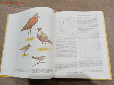 Птицы до 27.02.26 в 22:00 по мск - IMG_20260221_233656