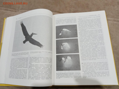 Птицы до 27.02.26 в 22:00 по мск - IMG_20260221_233627