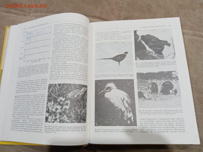 Птицы до 27.02.26 в 22:00 по мск - IMG_20260221_233617