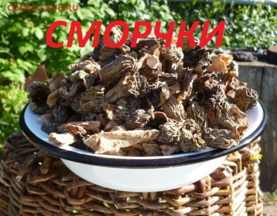 СМОРЧКИ СУШЕНЫЕ,весна 2025г - 4S (1) — копия.JPG