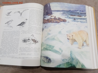 Детская энциклопедия том 4 1960г до 06.03.26 в 22:00 по мск - IMG_20260301_021415