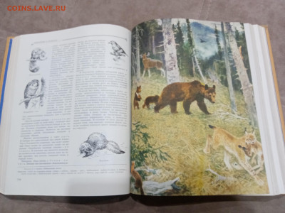 Детская энциклопедия том 4 1960г до 06.03.26 в 22:00 по мск - IMG_20260301_021352