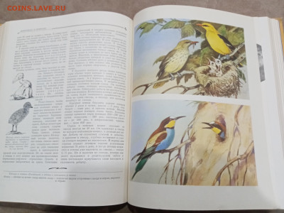 Детская энциклопедия том 4 1960г до 06.03.26 в 22:00 по мск - IMG_20260301_021248