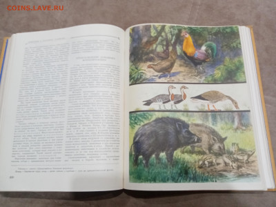 Детская энциклопедия том 4 1960г до 06.03.26 в 22:00 по мск - IMG_20260301_021226