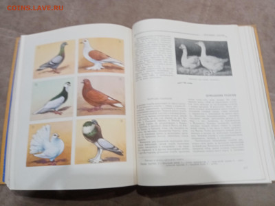 Детская энциклопедия том 4 1960г до 06.03.26 в 22:00 по мск - IMG_20260301_021144