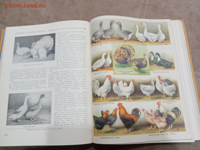 Детская энциклопедия том 4 1960г до 06.03.26 в 22:00 по мск - IMG_20260301_021136