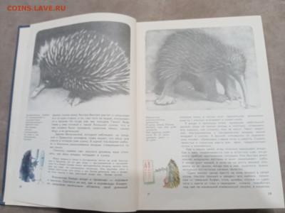 Мир животных до 07.03.26 в 22:00 по мск - IMG_20260302_001649