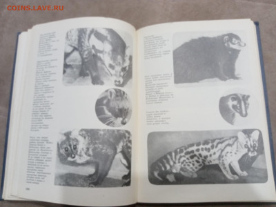 Мир животных до 07.03.26 в 22:00 по мск - IMG_20260302_001605