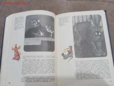 Мир животных до 07.03.26 в 22:00 по мск - IMG_20260302_001553