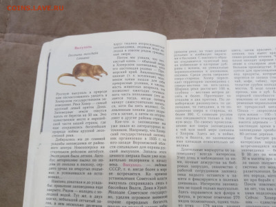 Звери красной книги до 08.03.26 в 22:00 по мск - IMG_20260302_234638