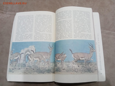 Звери красной книги до 08.03.26 в 22:00 по мск - IMG_20260302_234518