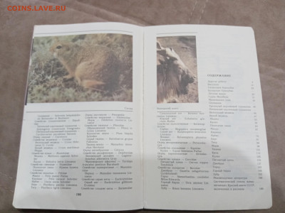 Звери красной книги до 08.03.26 в 22:00 по мск - IMG_20260302_234429