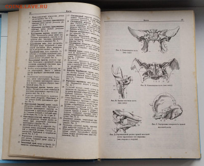 Карманный атлас анатомии человека до 10.03.26. 22-00 Мск - 4