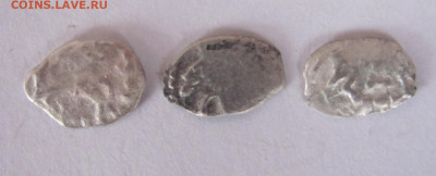 чешуйки - IMG_1822.JPG