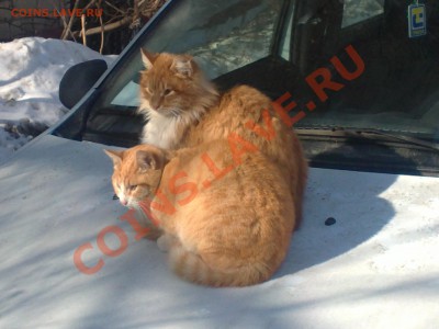ФОТО - просто фото. Те что получились удачными. - Кошаки. 10.03.12. Мос ква, Зюзино.JPG