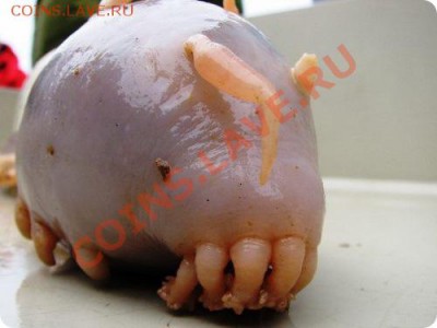 МОРСКОЙ ОГУРЕЦ. ГОЛОТУРИЯ. Морские кубышки, морские огурцы (Holothuroidea), класс беспозвоночных животных типа иглокожих. Виды, употребляемые в пищу, носят общее название «трепанг». - пд